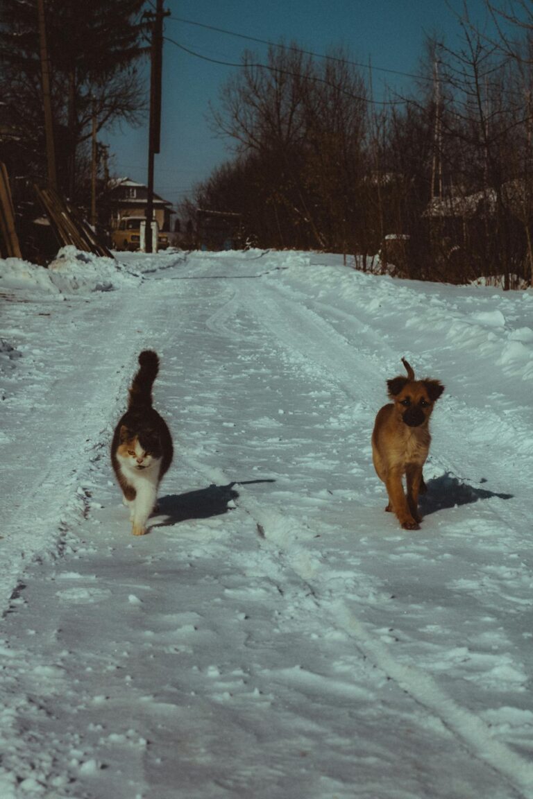 A dog and cat walking together on a snowy path during winter, surrounded by trees and houses.