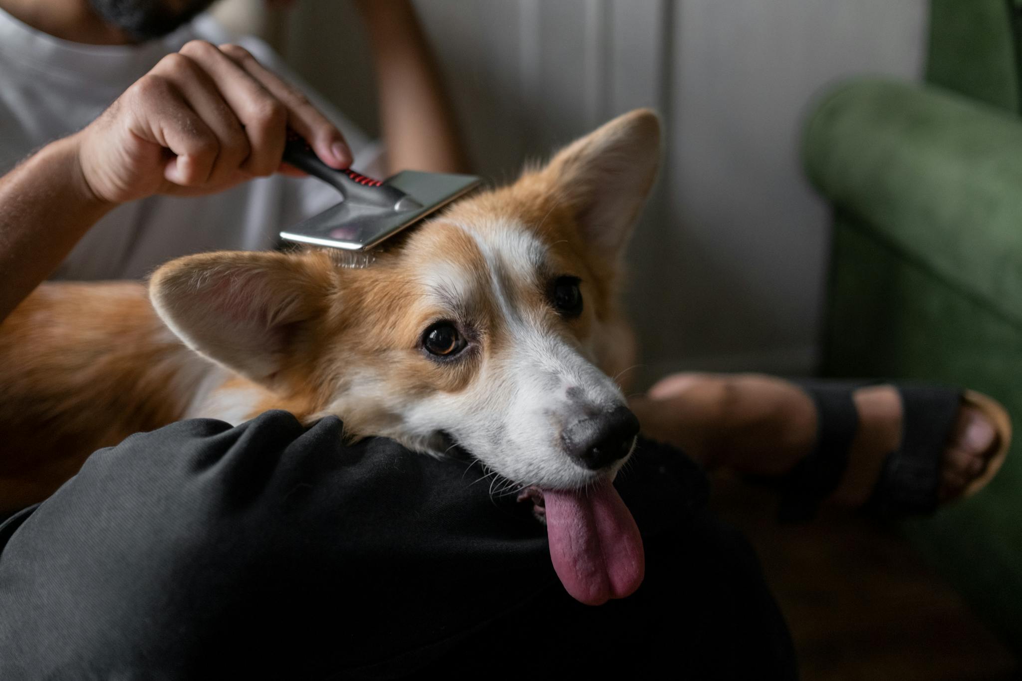 A man gently brushes his corgi indoors, showcasing a calm pet care moment.